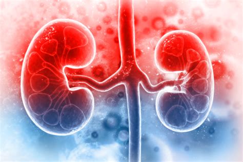 Low serum Se levels are a frequent finding in patients with acute <b>kidney</b> injury or chronic <b>kidney</b> <b>disease</b>. . Solensia and kidney disease
